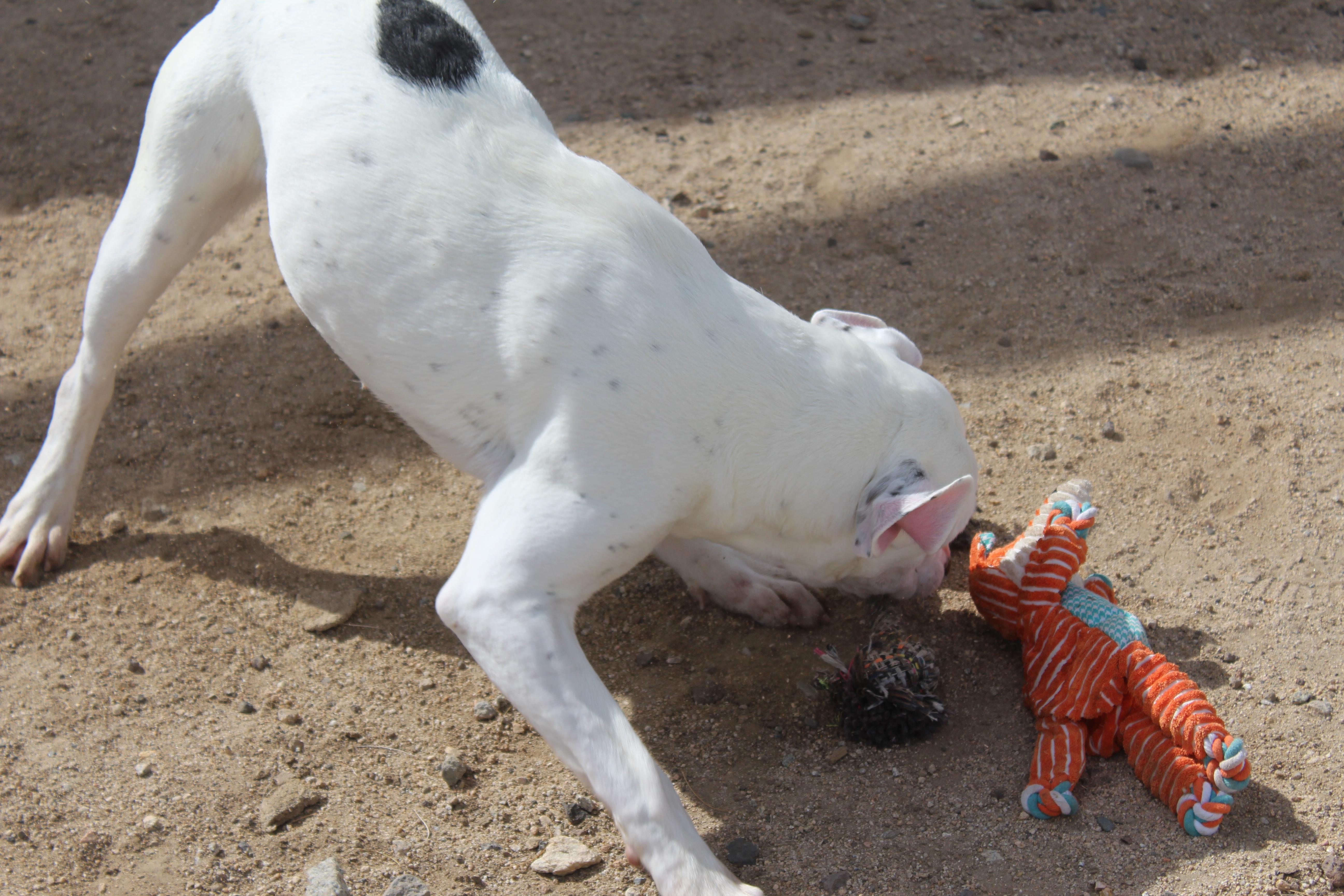 Enlarge Spot, a ADOPTABLE mixed breed in Yucca Valley, CA image 4/6