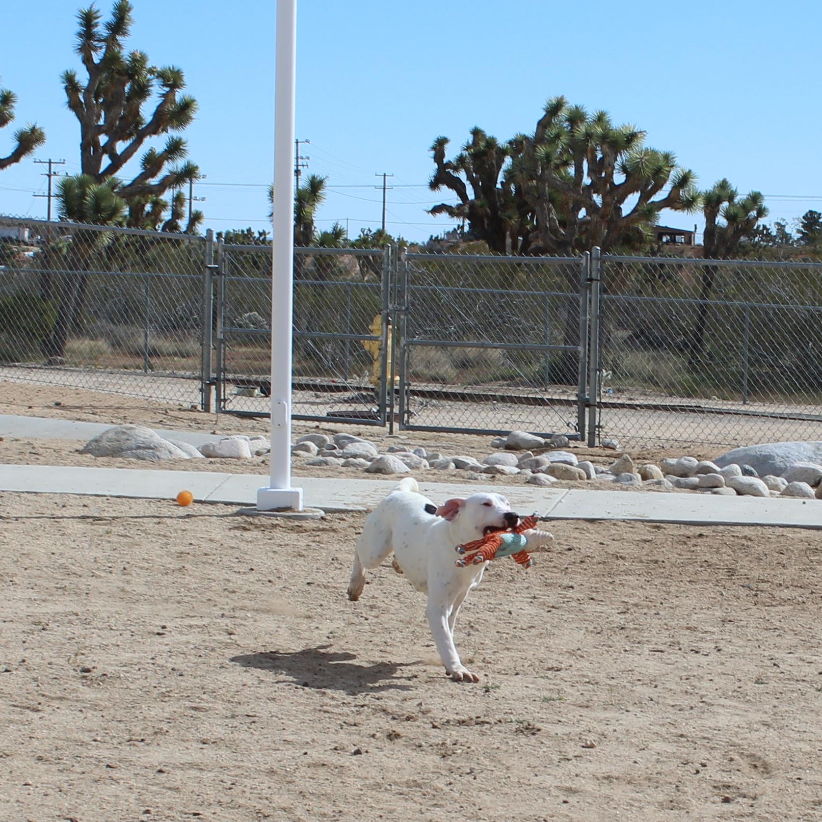 Enlarge Spot, a ADOPTABLE mixed breed in Yucca Valley, CA image 5/6