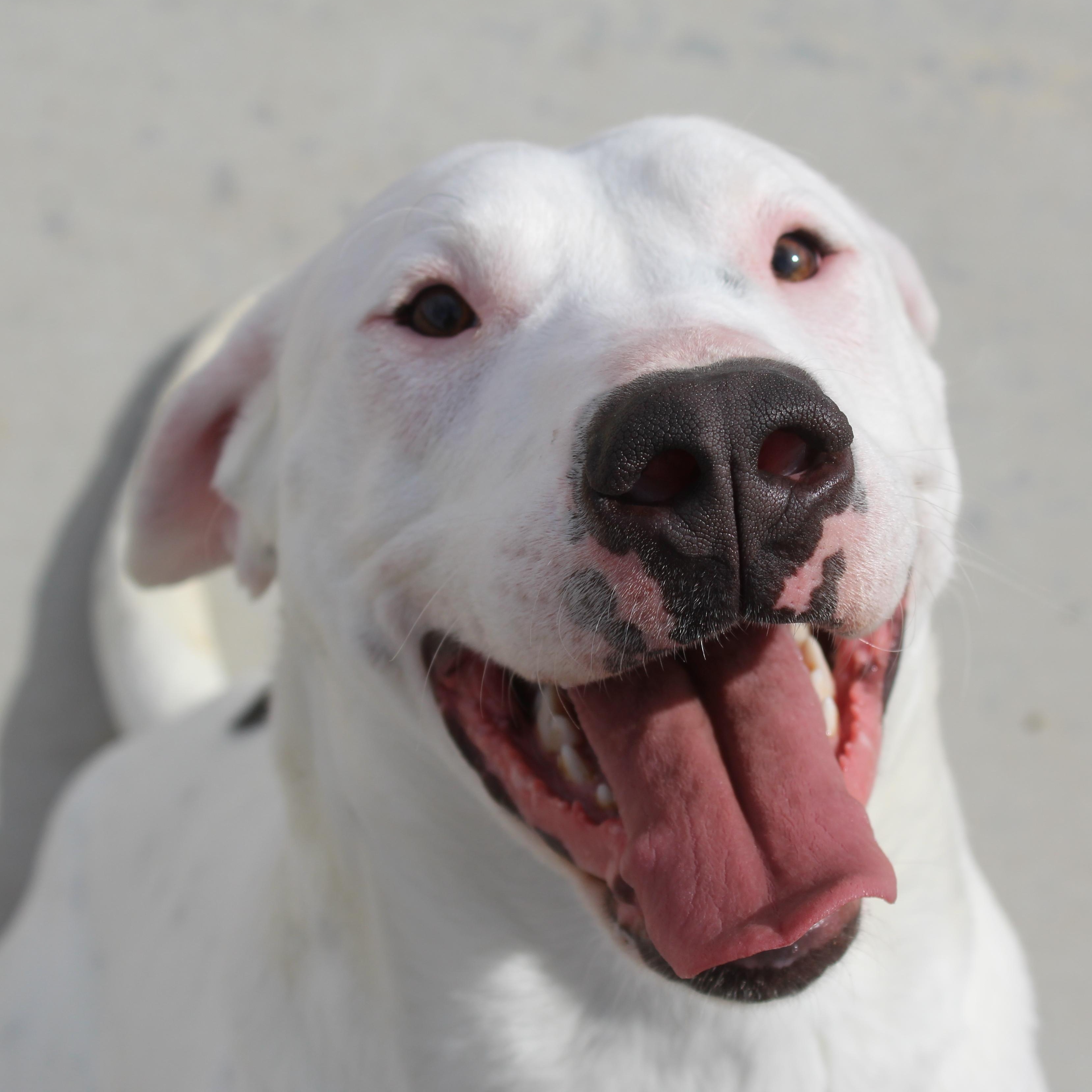 Enlarge Spot, a ADOPTABLE mixed breed in Yucca Valley, CA image 1/6