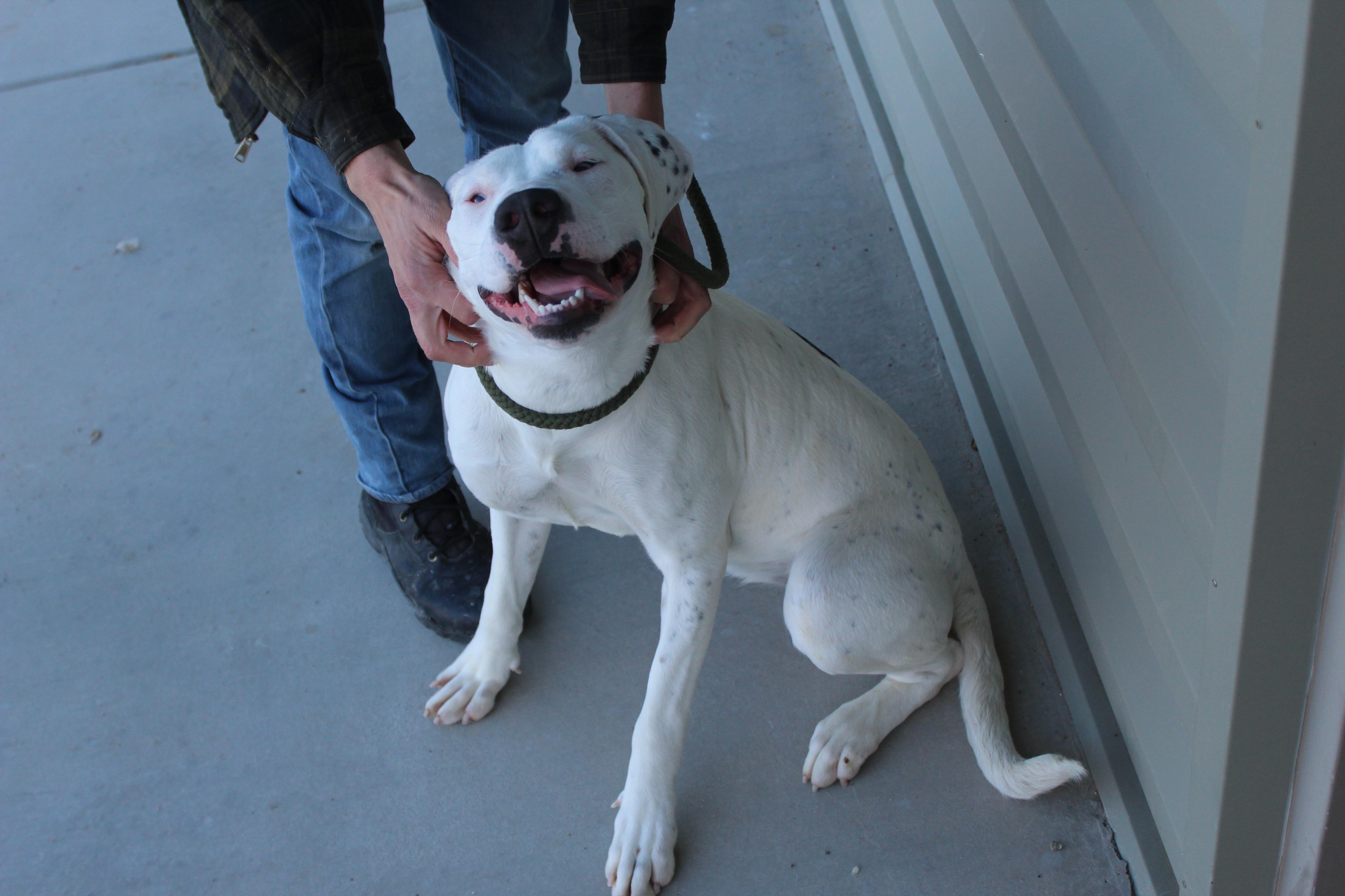 Spot, ADOPTABLE, Adult Female Pit Bull Terrier & Hound.