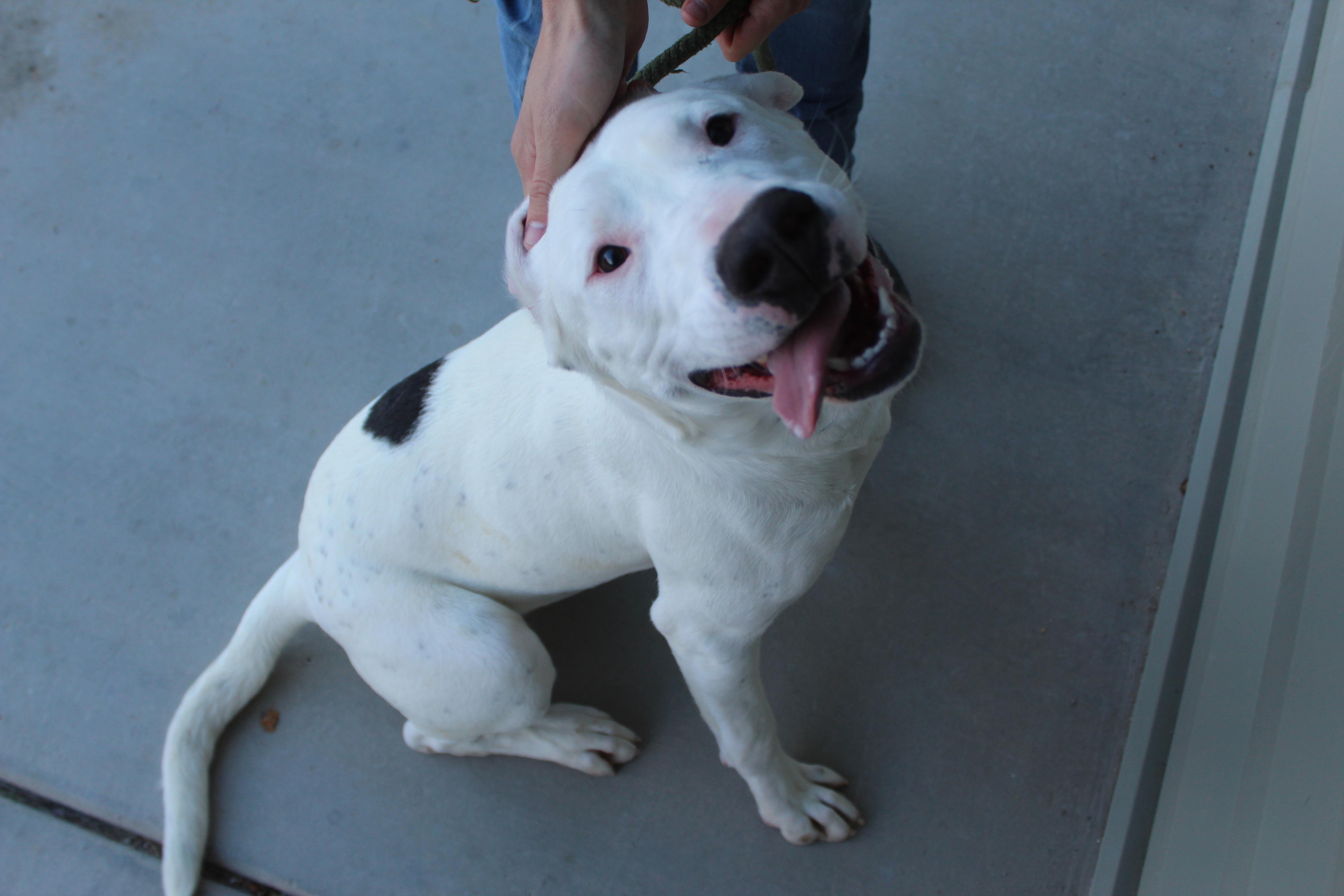 Enlarge Spot, a ADOPTABLE mixed breed in Yucca Valley, CA image 2/2