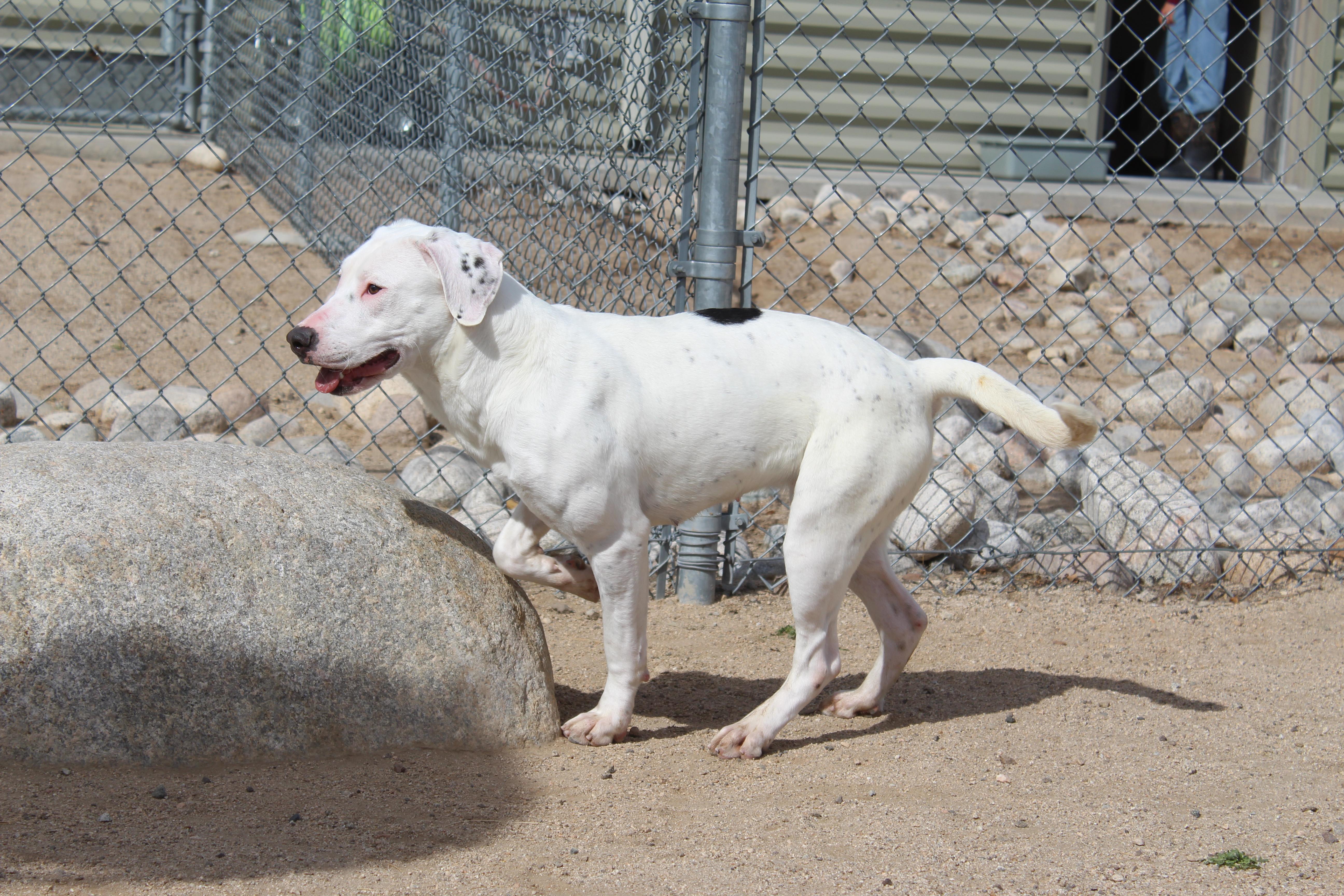 Enlarge Spot, a ADOPTABLE mixed breed in Yucca Valley, CA image 2/6
