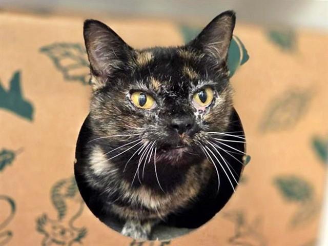 Enlarge ZIGGY, a Adoptable Domestic Short Hair in Saint Louis, MO image 1/1