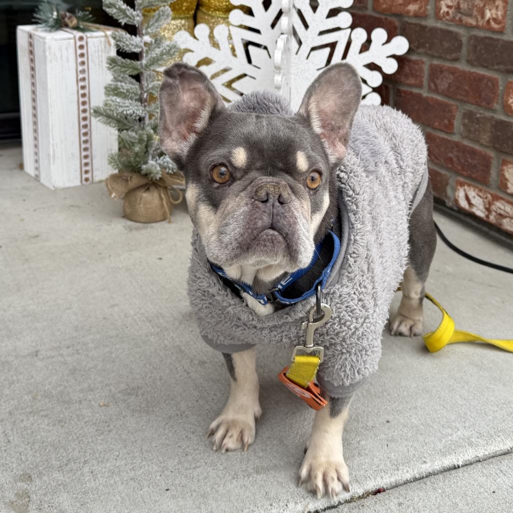 Penguin, Adoptable, Adult Female French Bulldog.