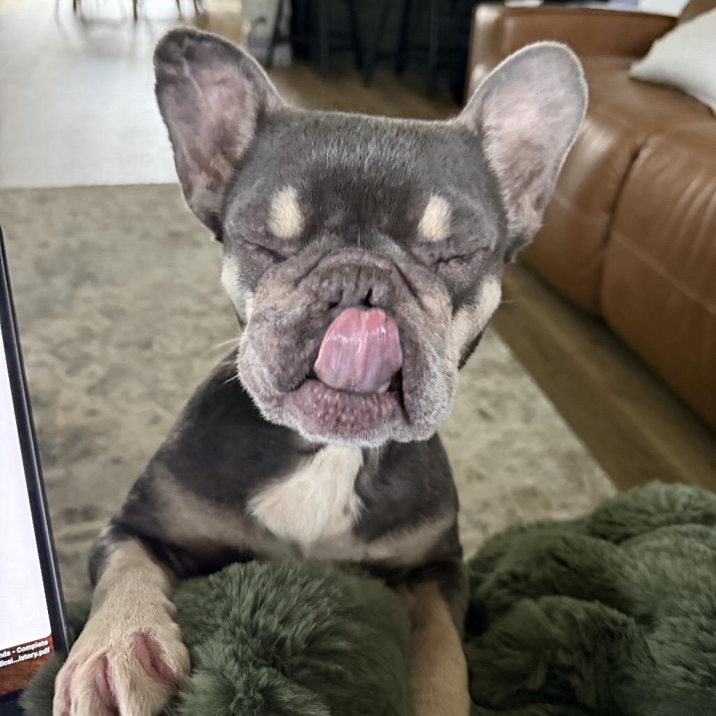 Enlarge Penguin, a Adoptable French Bulldog in Sacramento, CA image 2/6