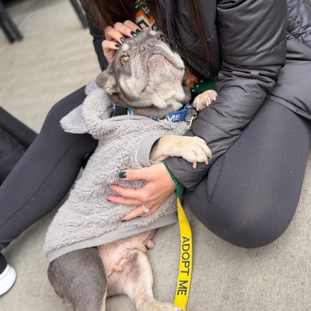 Enlarge Penguin, a Adoptable French Bulldog in Sacramento, CA image 3/6