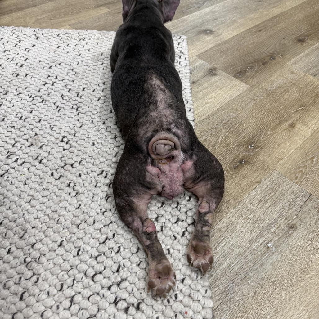 Enlarge Penguin, a Adoptable French Bulldog in Sacramento, CA image 4/6