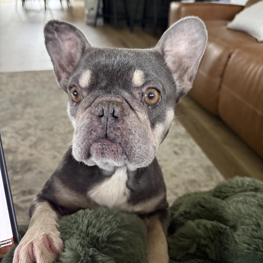 Enlarge Penguin, a Adoptable French Bulldog in Sacramento, CA image 6/6