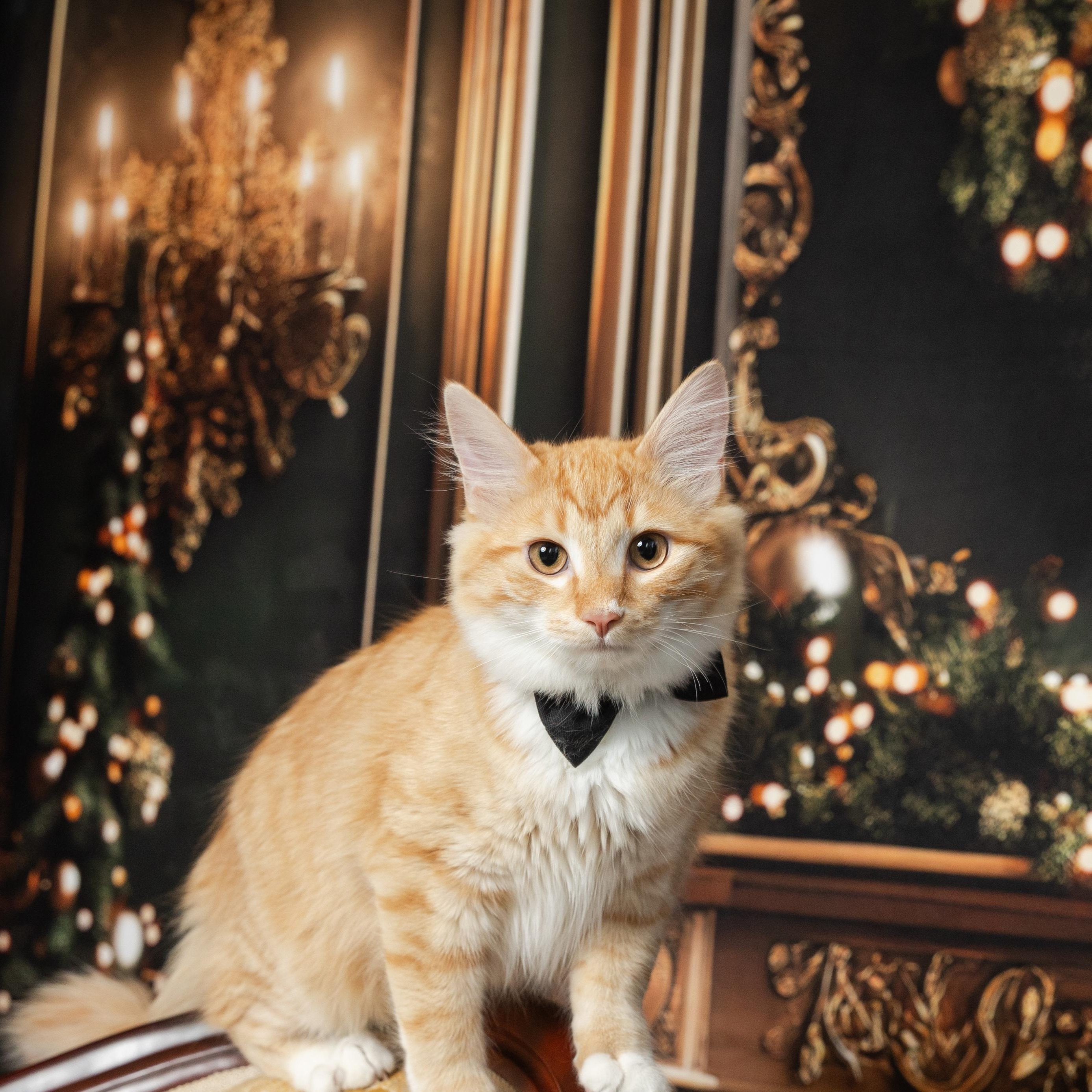Diamond, ADOPTABLE, Adult • Male, American Bobtail.