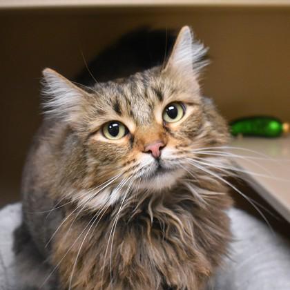 Missy, adoptable, Adult Female Domestic Long Hair.
