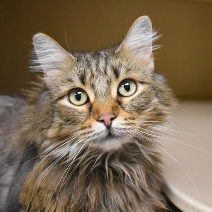 Enlarge Missy, an adoptable Domestic Long Hair in Flagstaff, AZ image 2/3