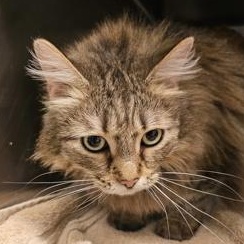 Enlarge Missy, an adoptable Domestic Long Hair in Flagstaff, AZ image 3/3