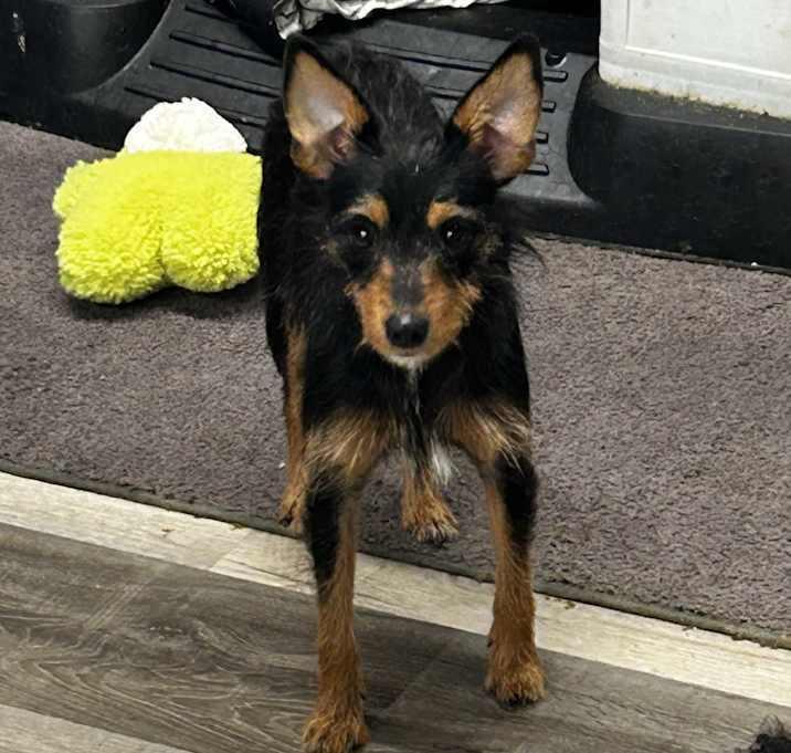 Elsie, Adoptable, Adult Female Yorkshire Terrier & Miniature Pinscher.