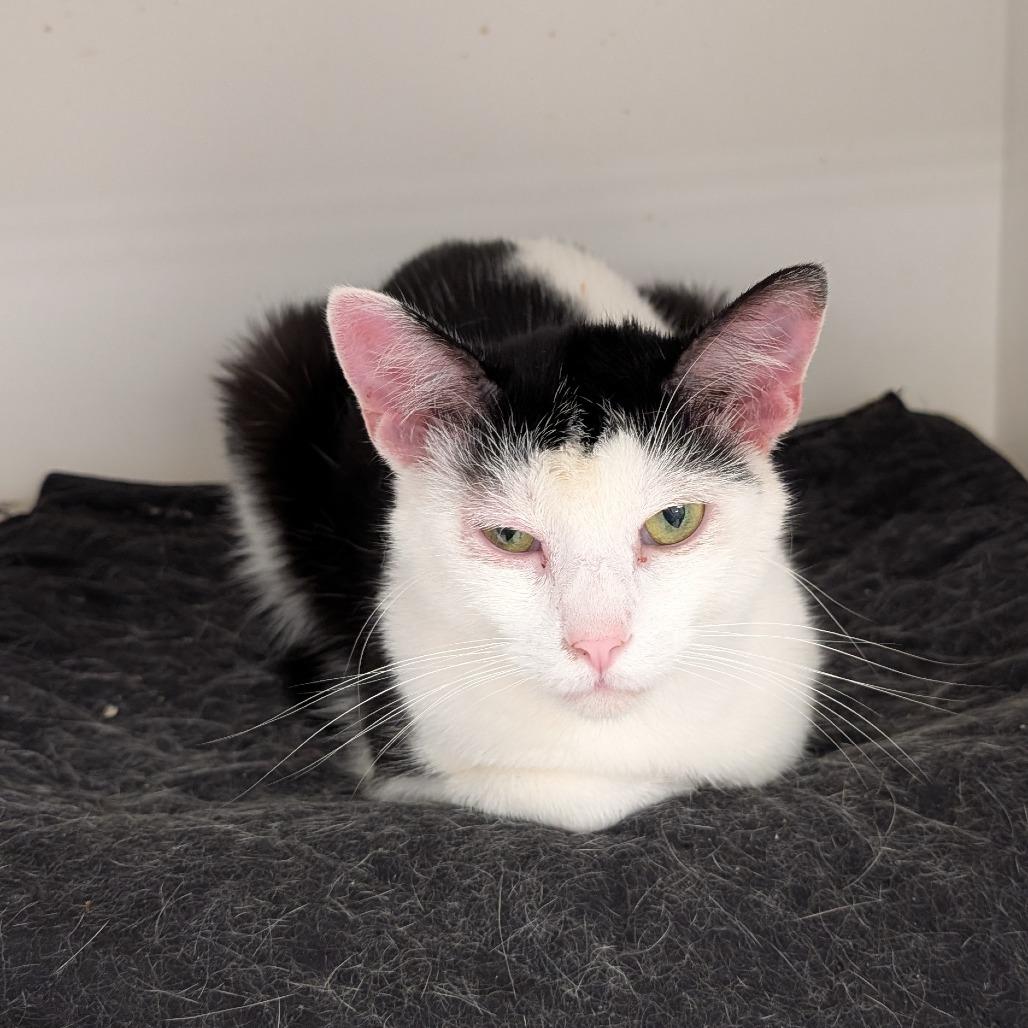 Richeh, Adoptable, Adult Female Domestic Short Hair.