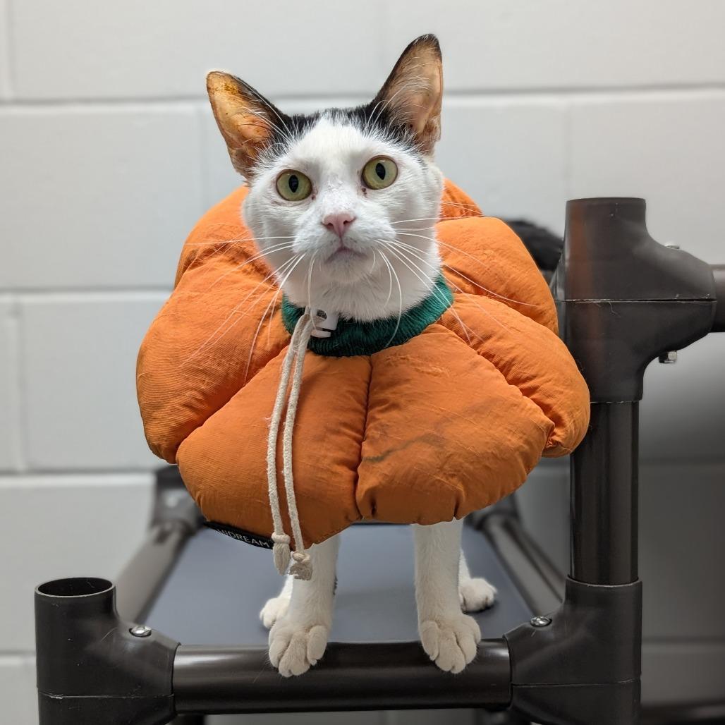 Richeh, a Adoptable Domestic Short Hair in Brookfield, WI image 2/2