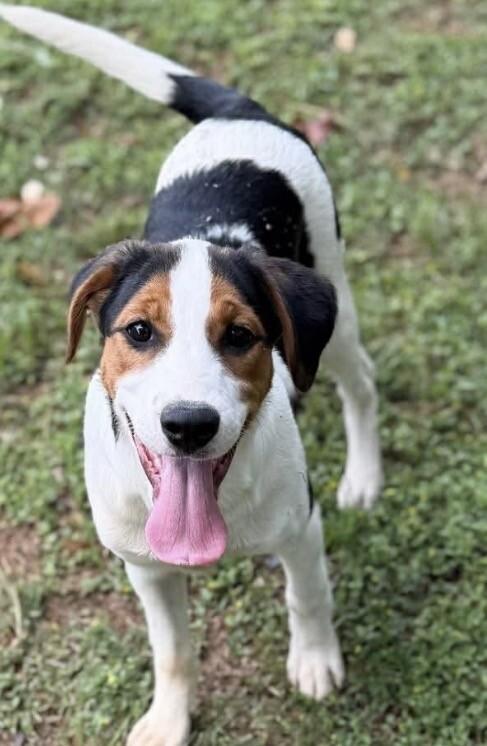 Rose, adopted, Puppy Female Beagle.