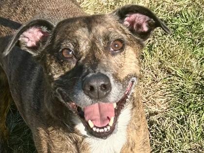 Buddy — thumbnail 3