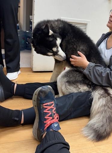 Enlarge Max, a Adoptable mixed breed in Houston, TX image 3/6