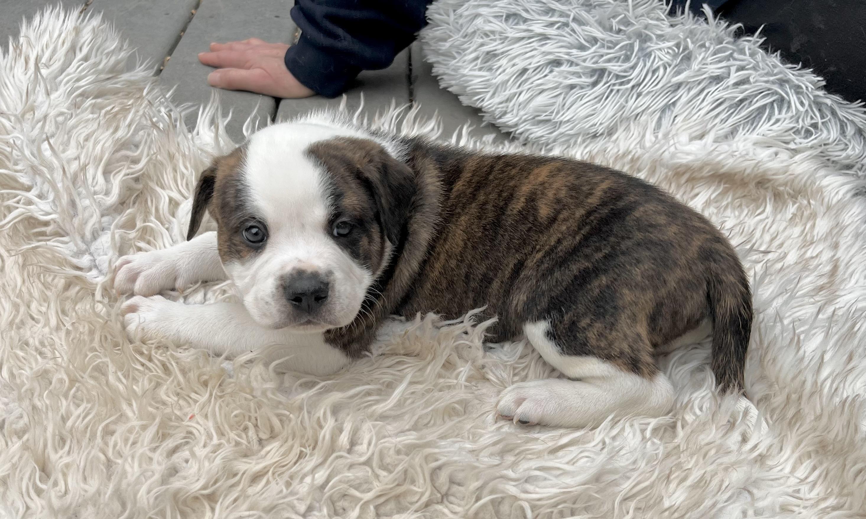 Enlarge Snoopy, a Adoptable mixed breed in Annapolis, MD image 2/6