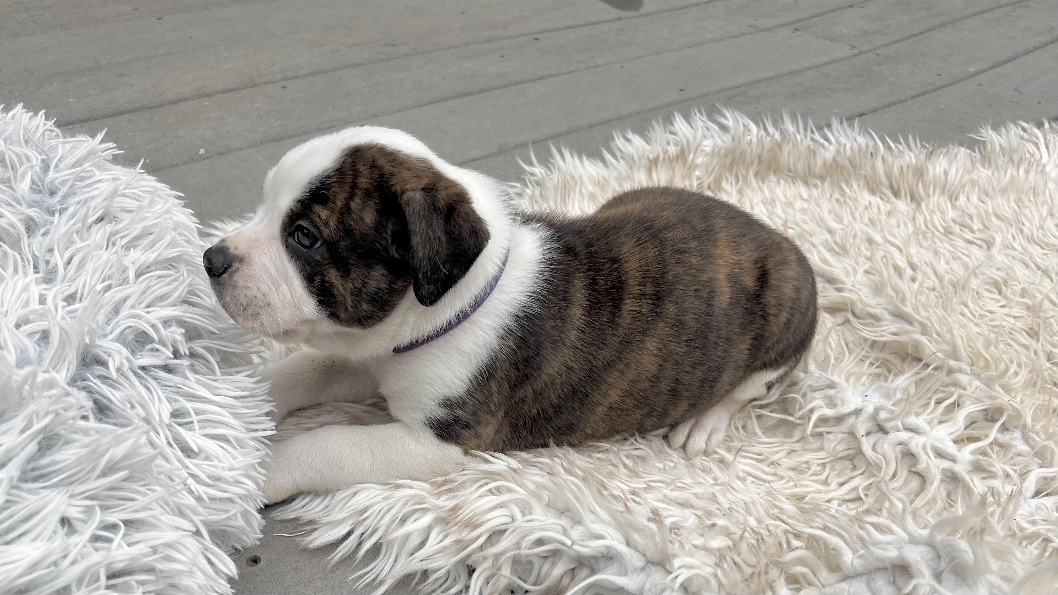 Enlarge Snoopy, a Adoptable mixed breed in Annapolis, MD image 5/6