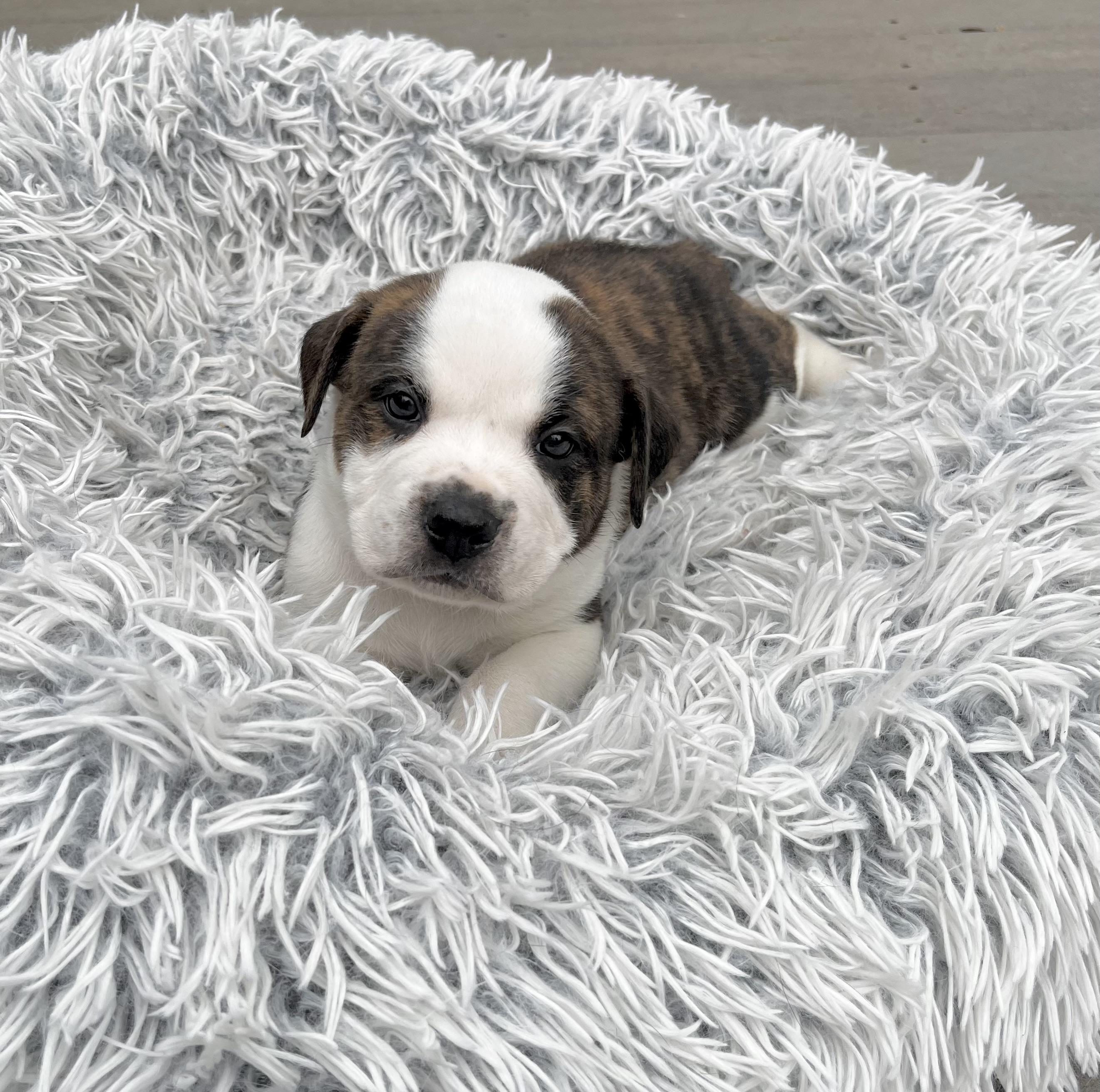 Enlarge Snoopy, a Adoptable mixed breed in Annapolis, MD image 3/6