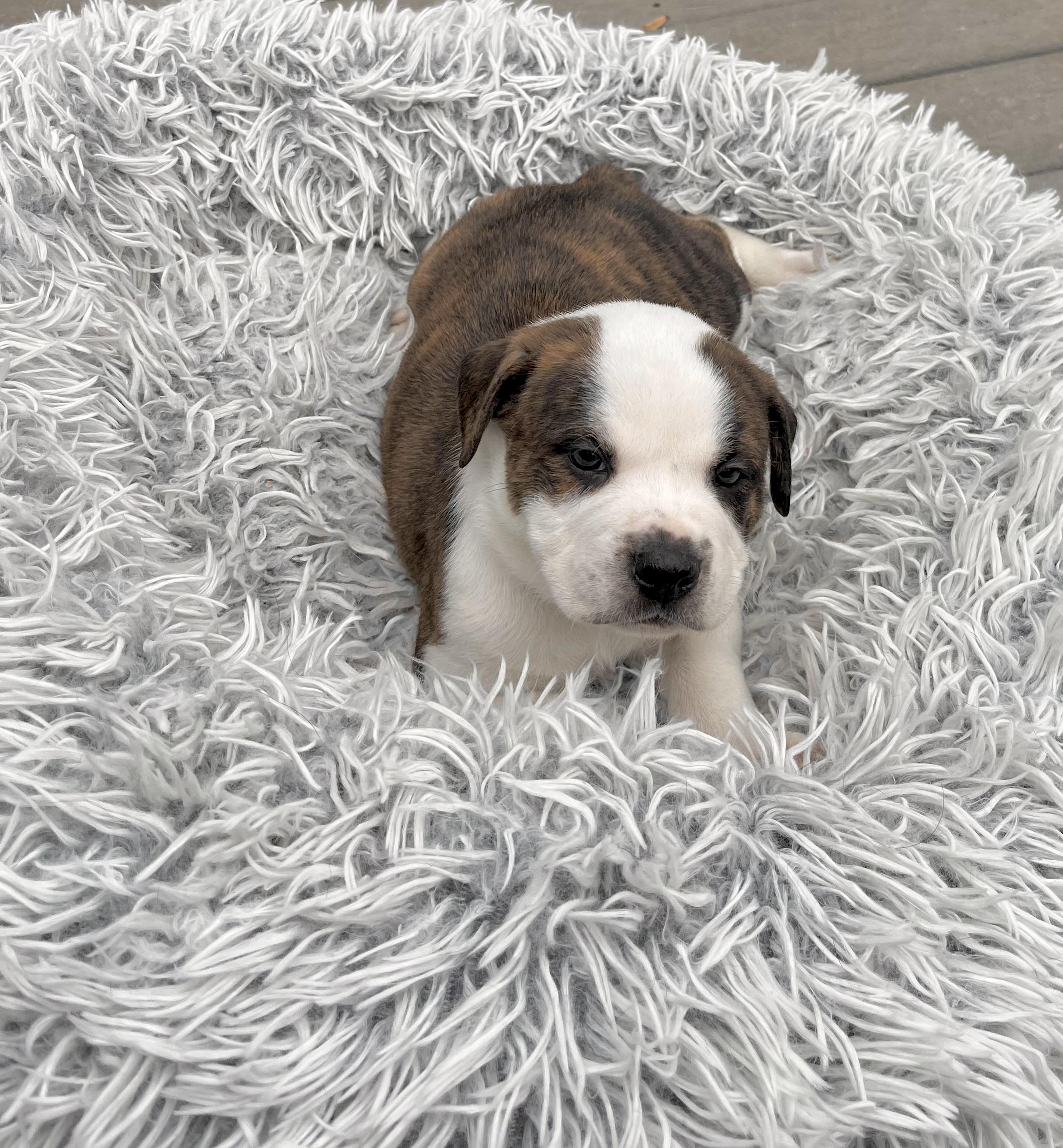 Enlarge Snoopy, a Adoptable mixed breed in Annapolis, MD image 4/6