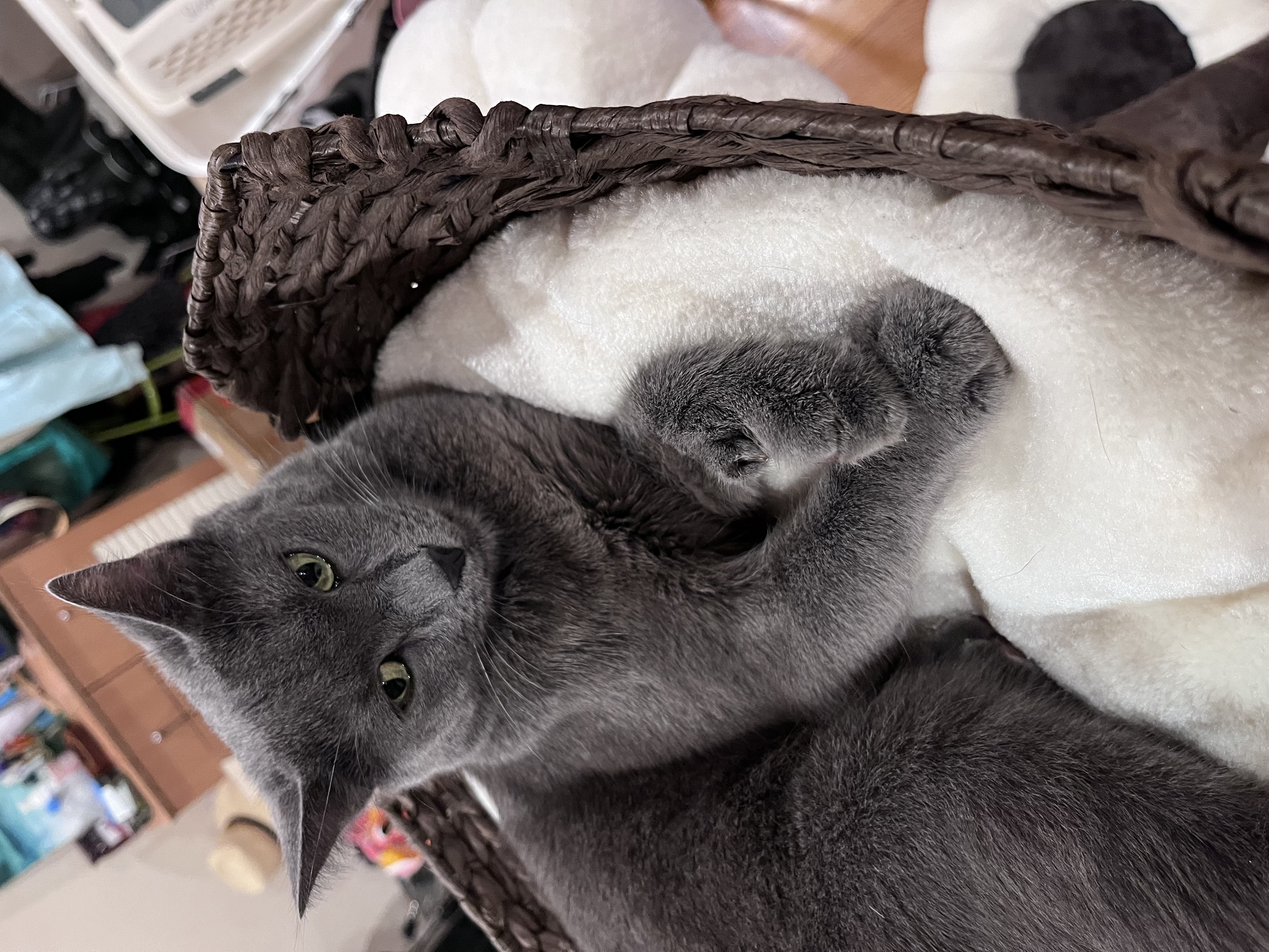 Enlarge Quincy, a Adoptable Domestic Short Hair in Brooklyn, NY image 3/6