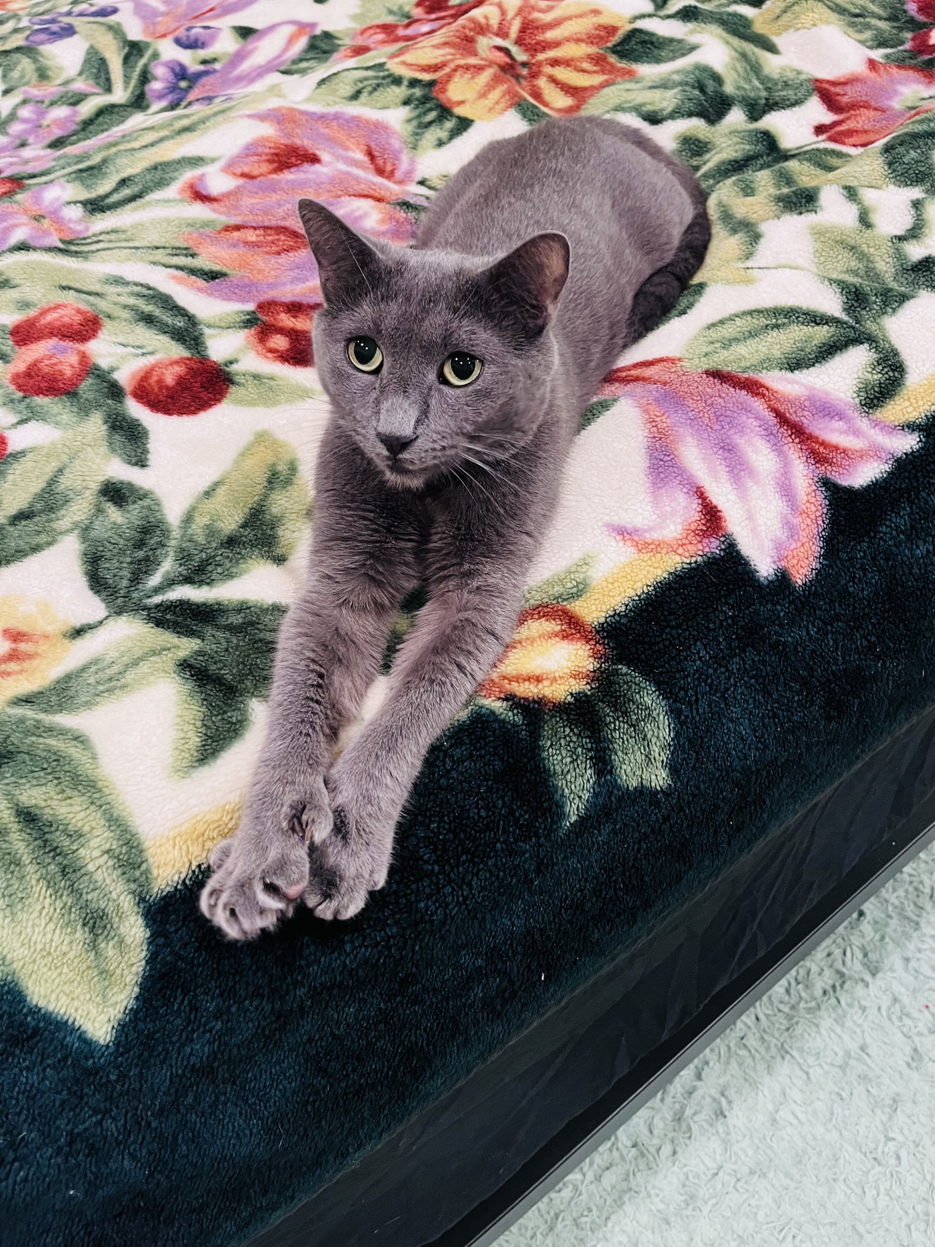 Enlarge Quincy, a Adoptable Domestic Short Hair in Brooklyn, NY image 2/6