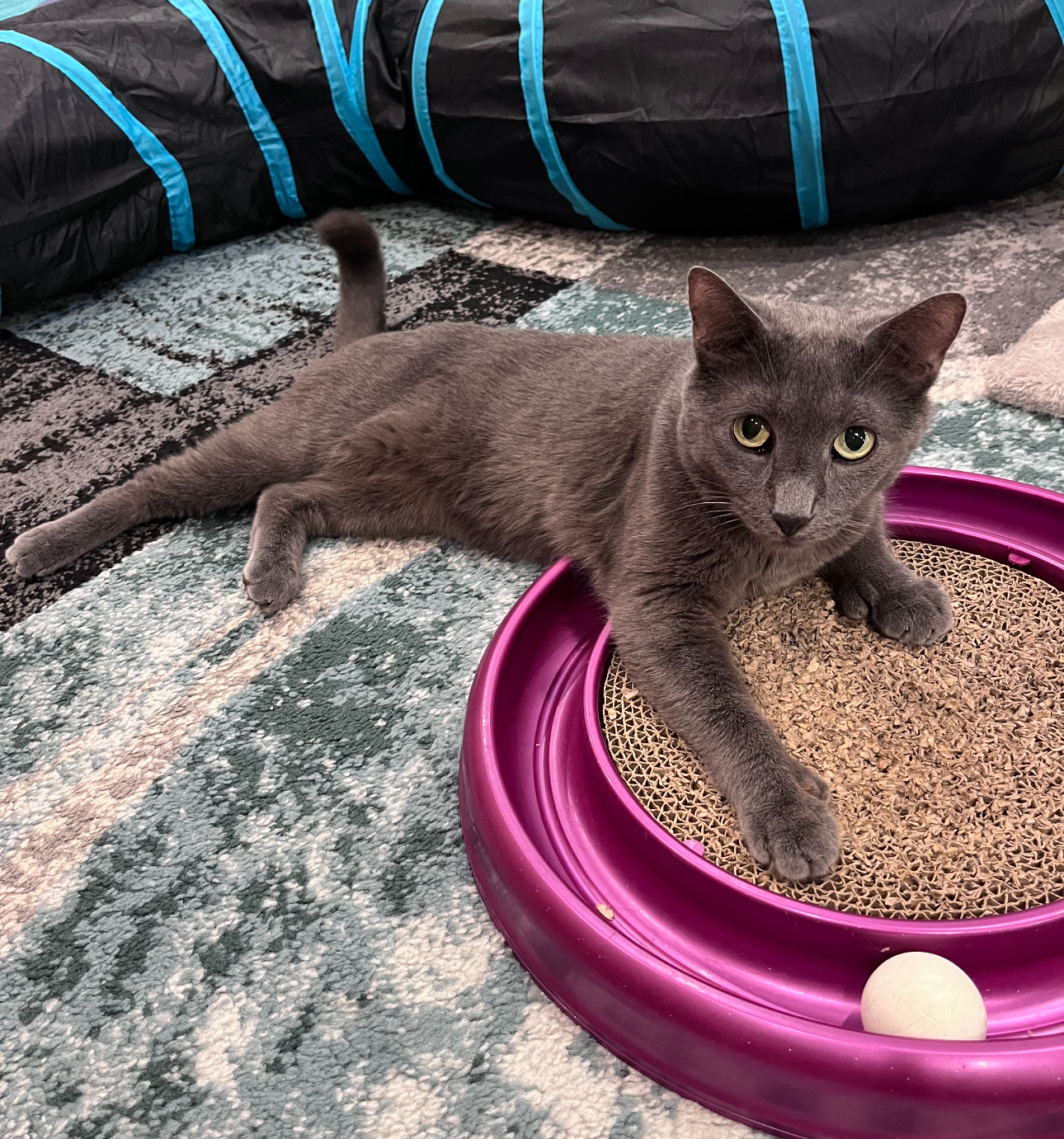 Enlarge Quincy, a Adoptable Domestic Short Hair in Brooklyn, NY image 5/6