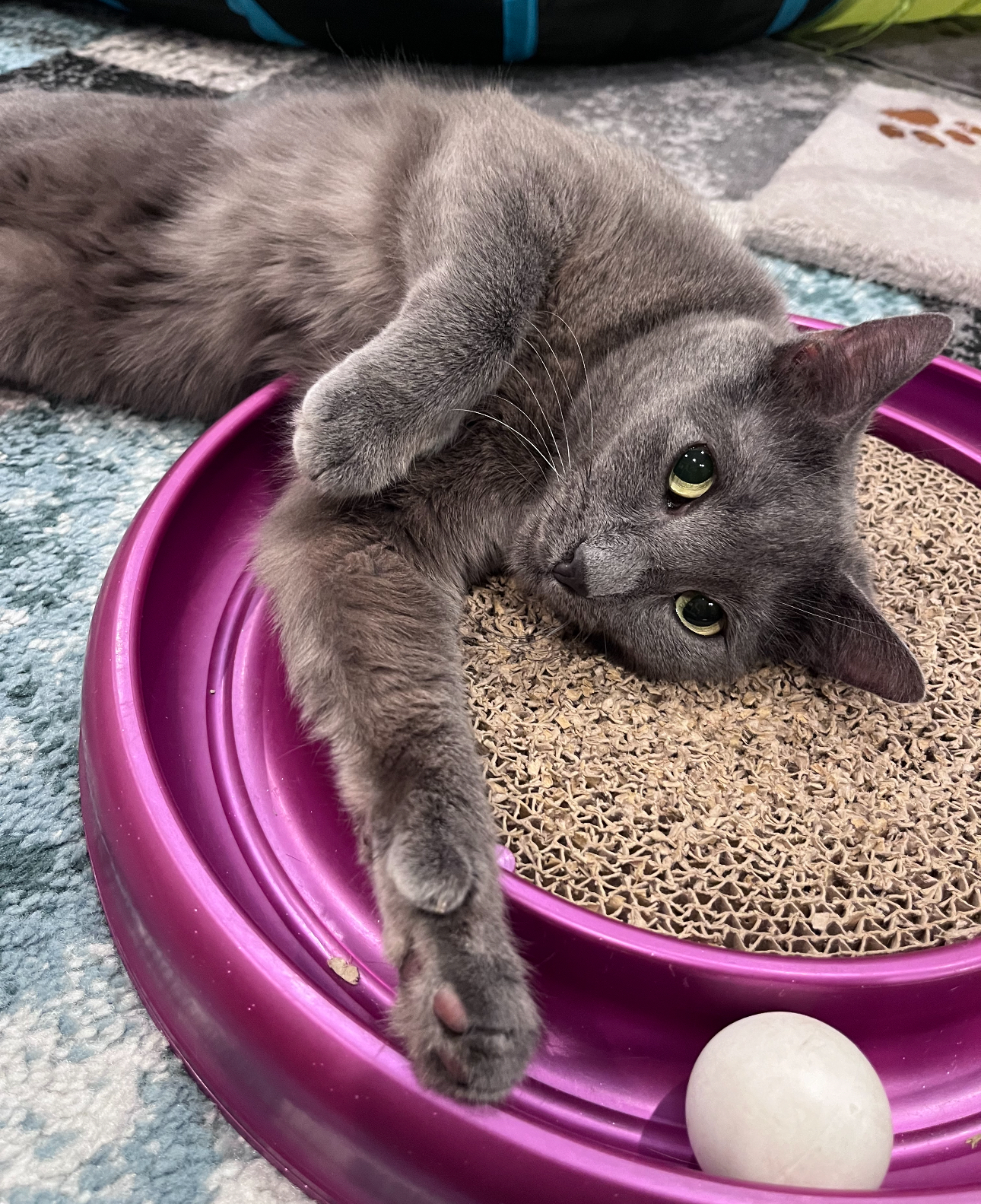 Enlarge Quincy, a Adoptable Domestic Short Hair in Brooklyn, NY image 1/6