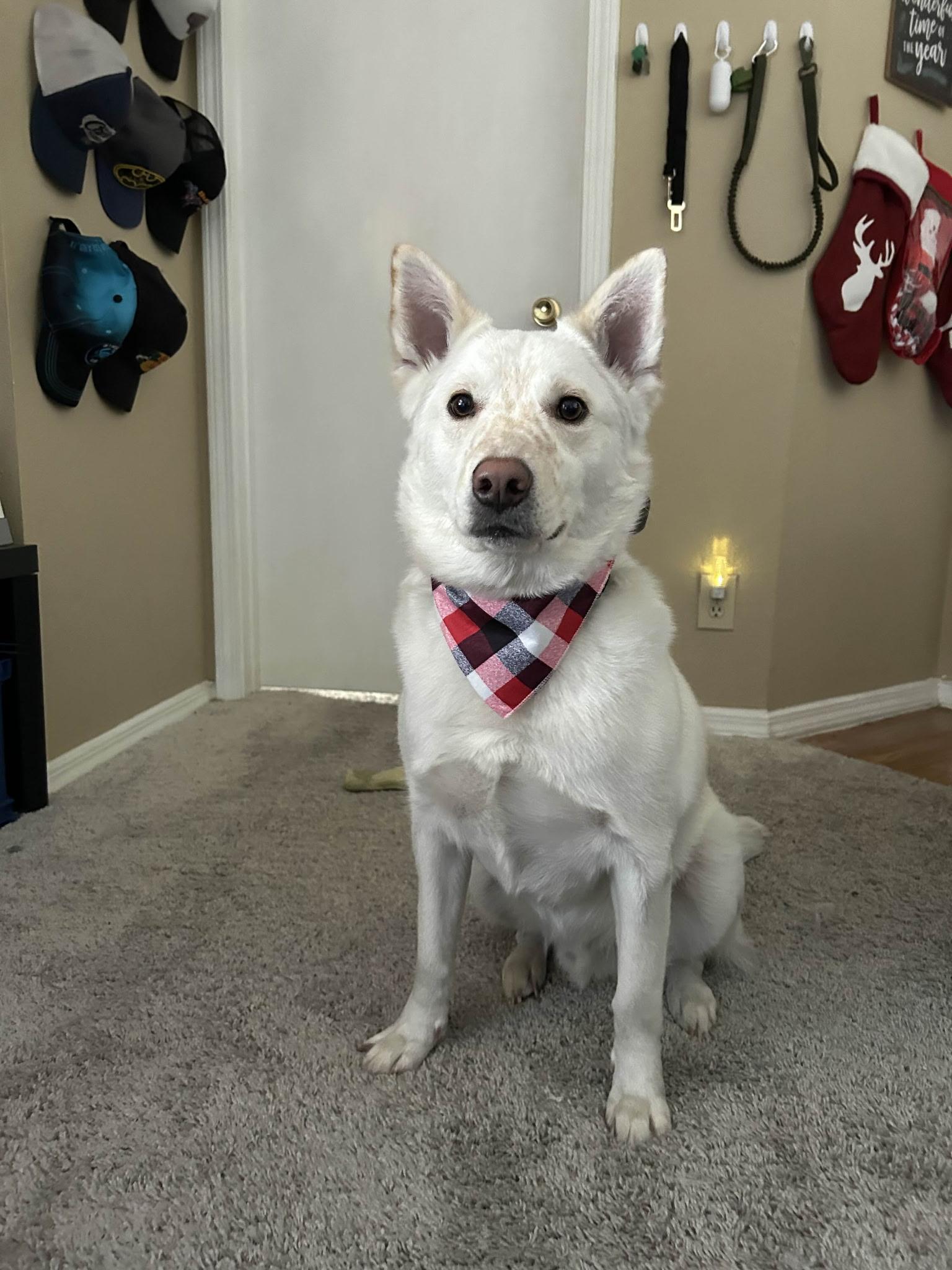 Rhett, Adoptable, Adult Male Husky & Australian Cattle Dog / Blue Heeler.