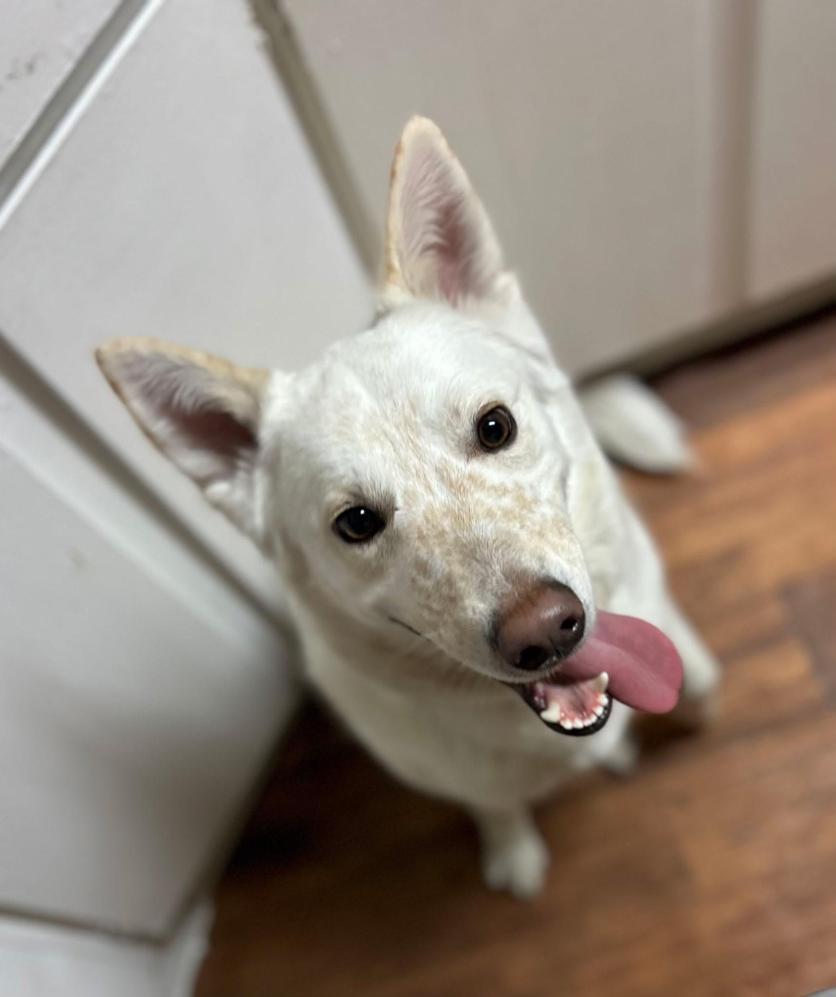 Rhett, a Adoptable mixed breed in Weatherford, TX image 2/3