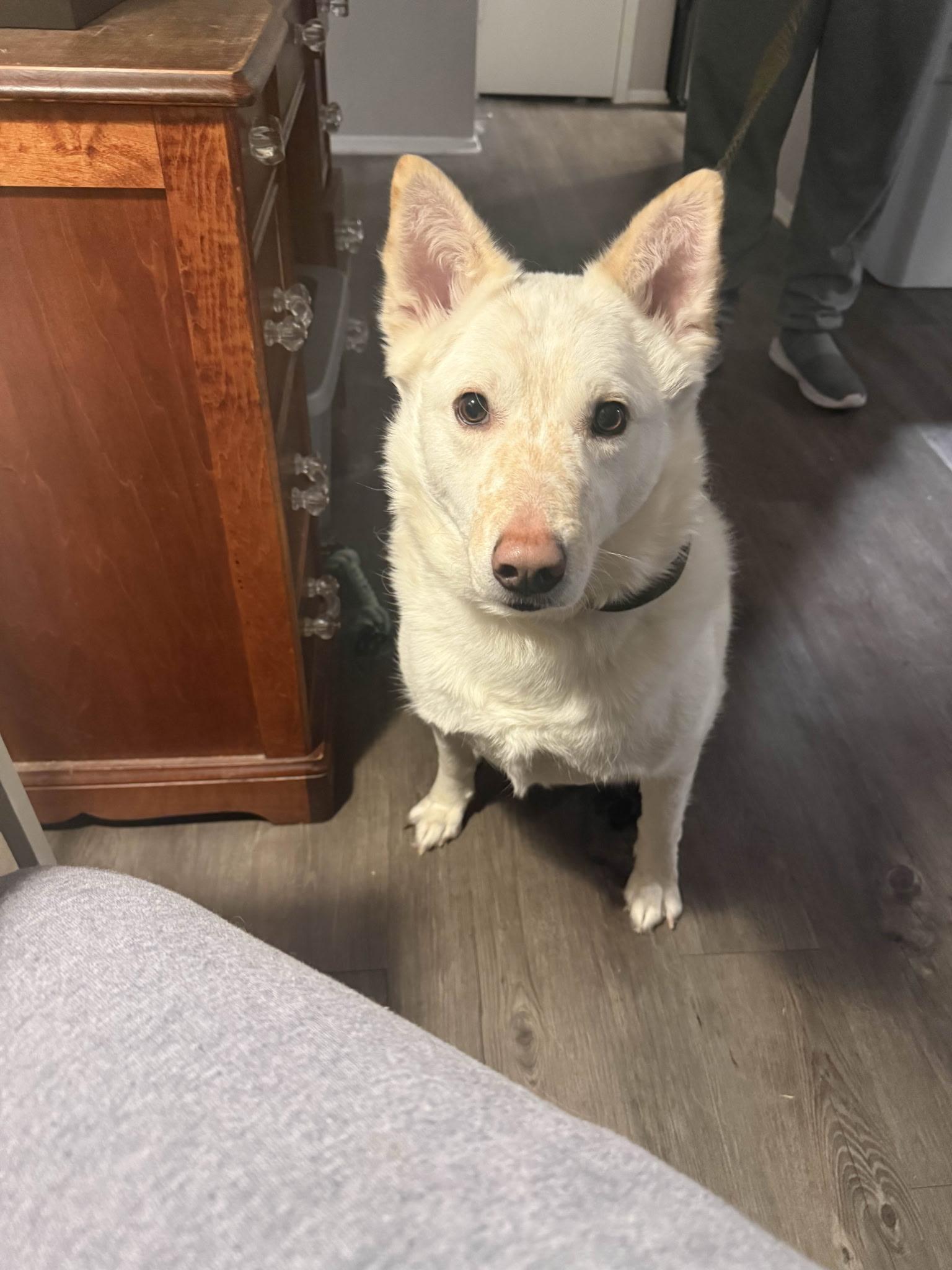 Rhett, Adoptable, Adult Male Husky & Australian Cattle Dog / Blue Heeler.