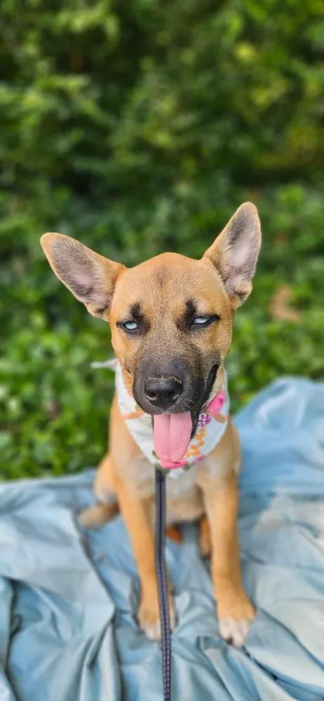 Sitka, Adoptable, Puppy Female Husky & Staffordshire Bull Terrier.