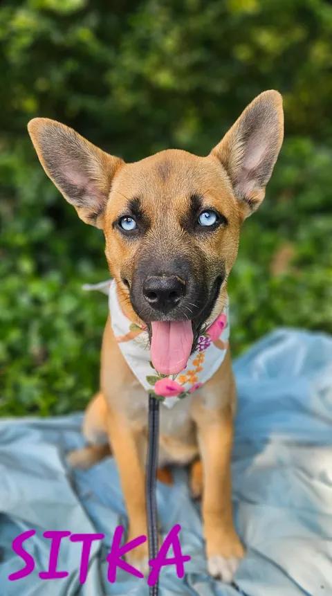 Enlarge Sitka, a Adoptable mixed breed in Norfolk, MA image 2/3