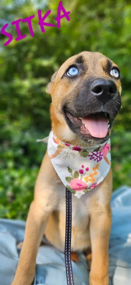 Enlarge Sitka, a Adoptable mixed breed in Norfolk, MA image 3/3
