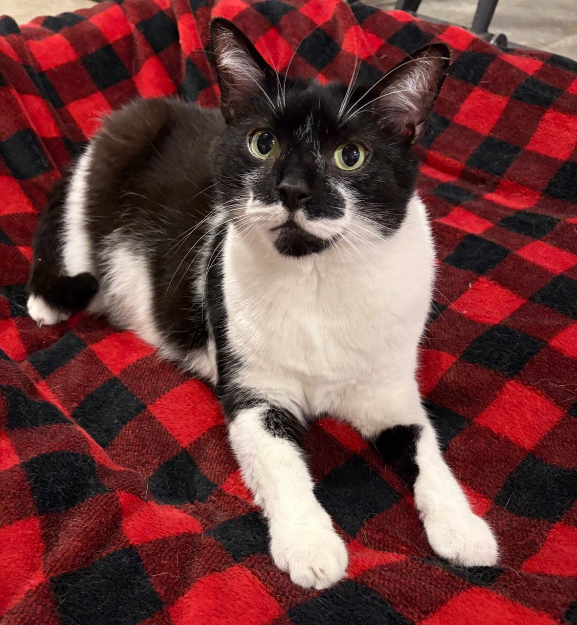 Mr. Kiki - Adoption Fee Sponsored!, Adoptable, Adult Male Domestic Short Hair.