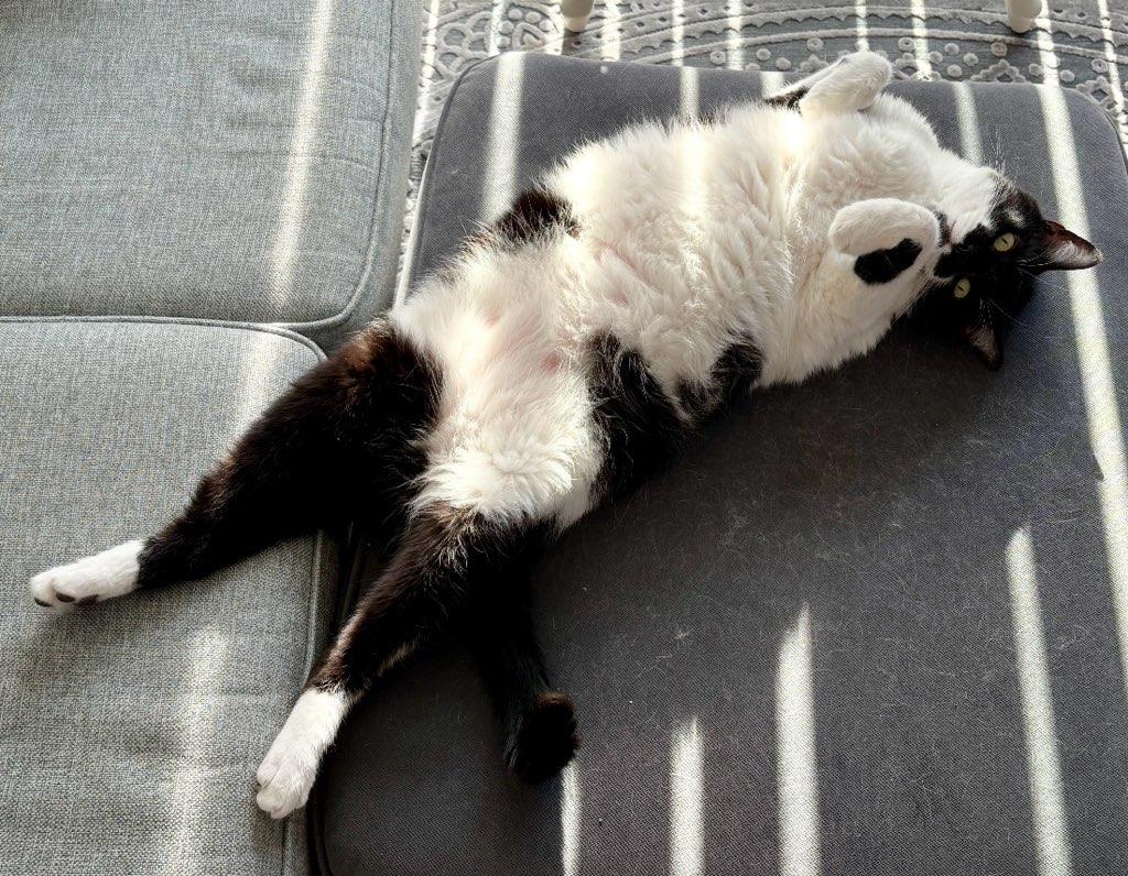 Mr. Kiki - Adoption Fee Sponsored!, a Adoptable Domestic Short Hair in Rootstown, OH image 3/3