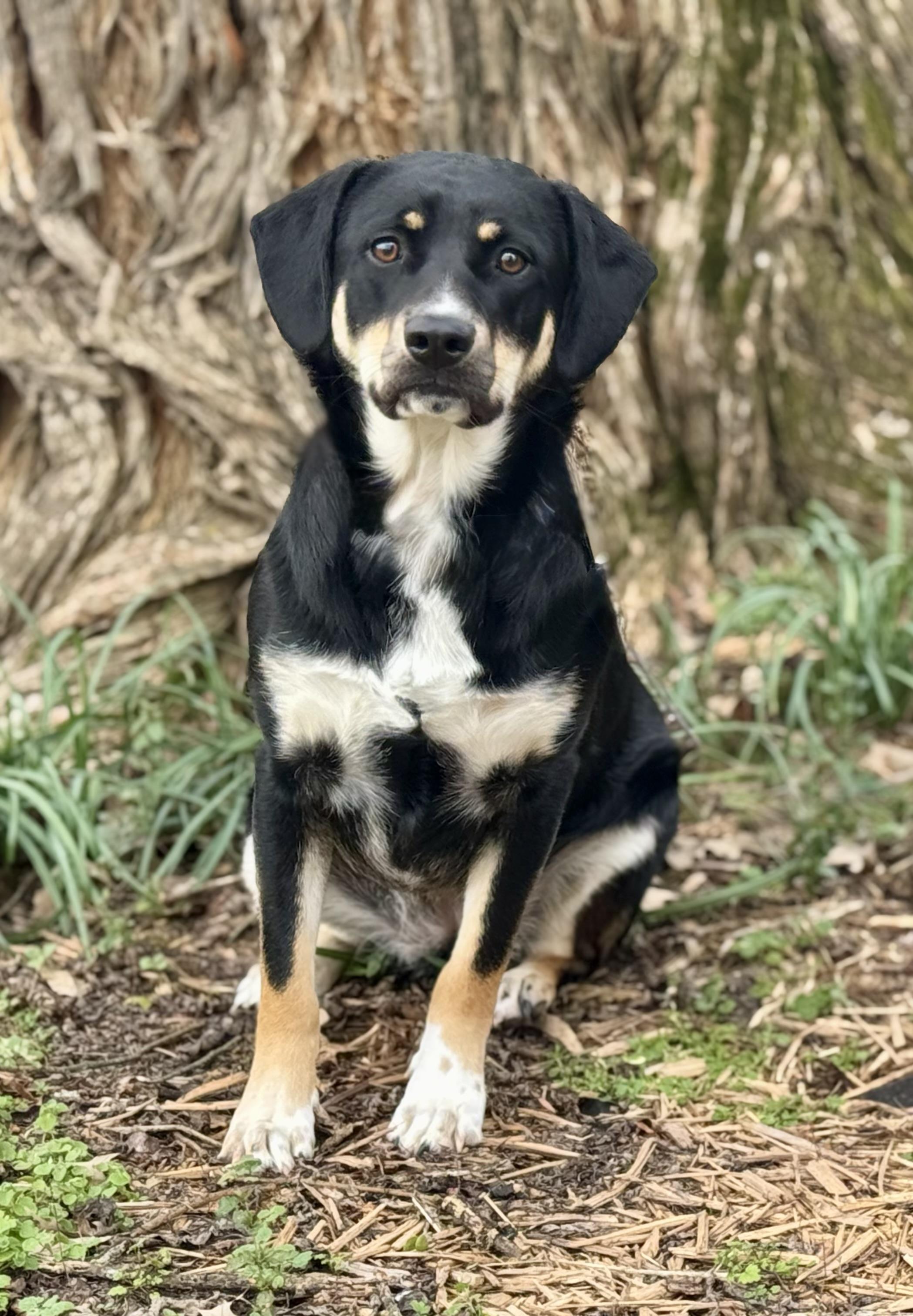 Enlarge Jasmine (*DNA results are in!*), a Adoptable mixed breed in Conway, AR image 5/6