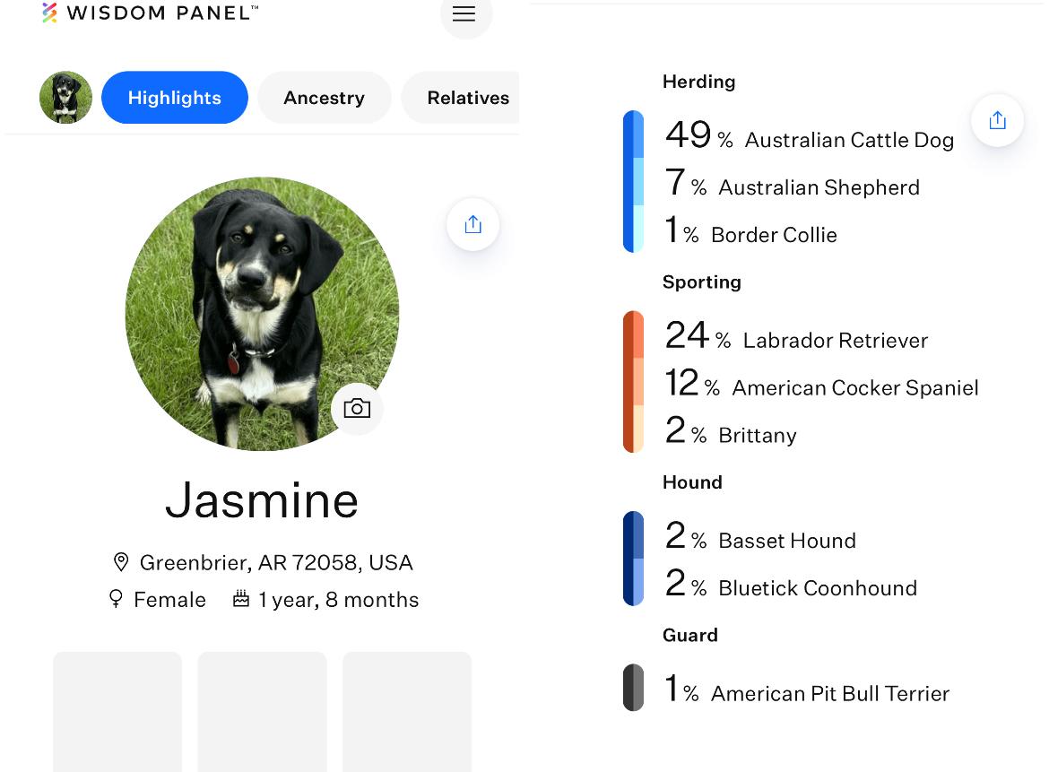 Enlarge Jasmine (*DNA results are in!*), a Adoptable mixed breed in Conway, AR image 3/6