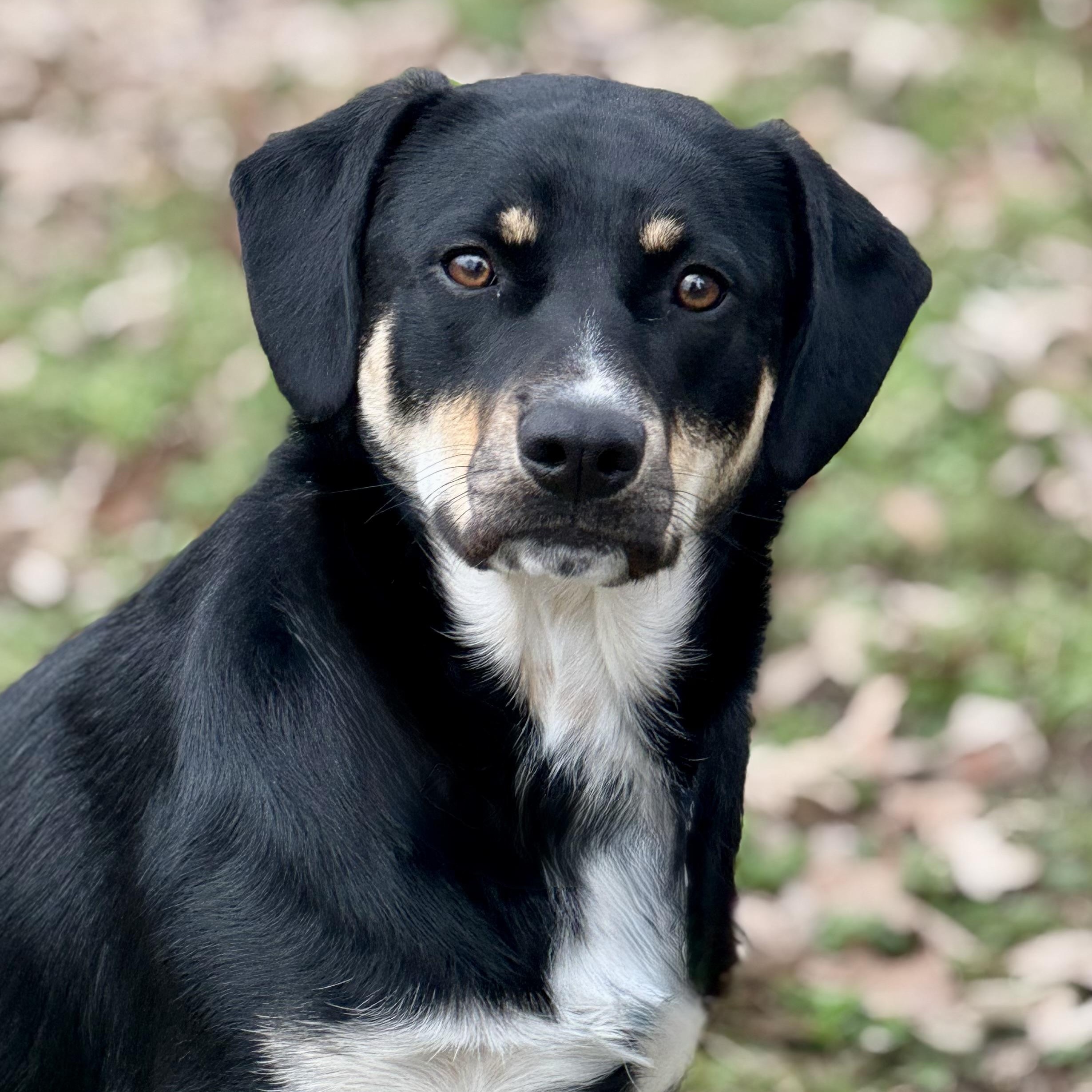 Jasmine (*DNA results are in!*), Young Female Australian Cattle Dog / Blue Heeler