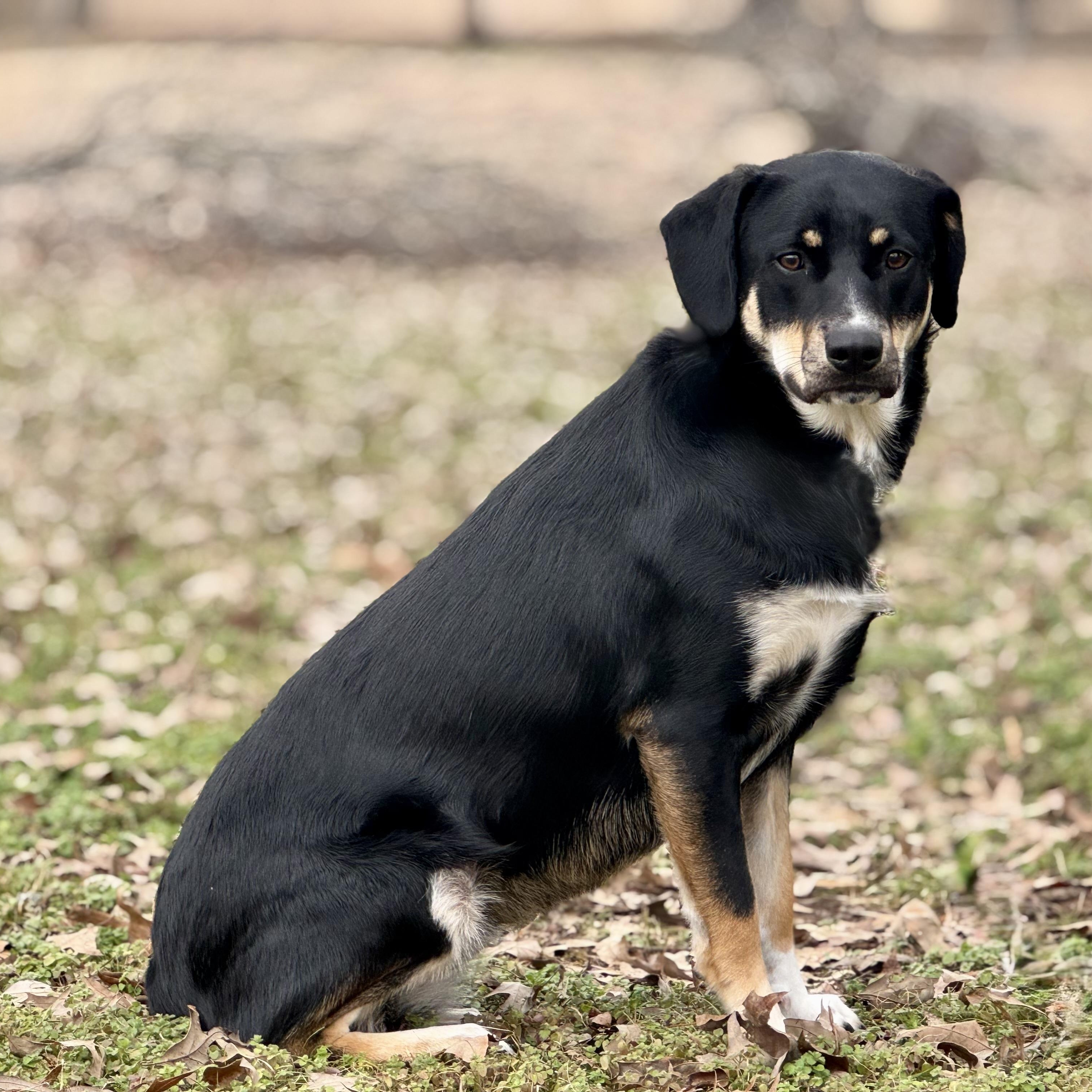 Enlarge Jasmine (*DNA results are in!*), a Adoptable mixed breed in Conway, AR image 6/6