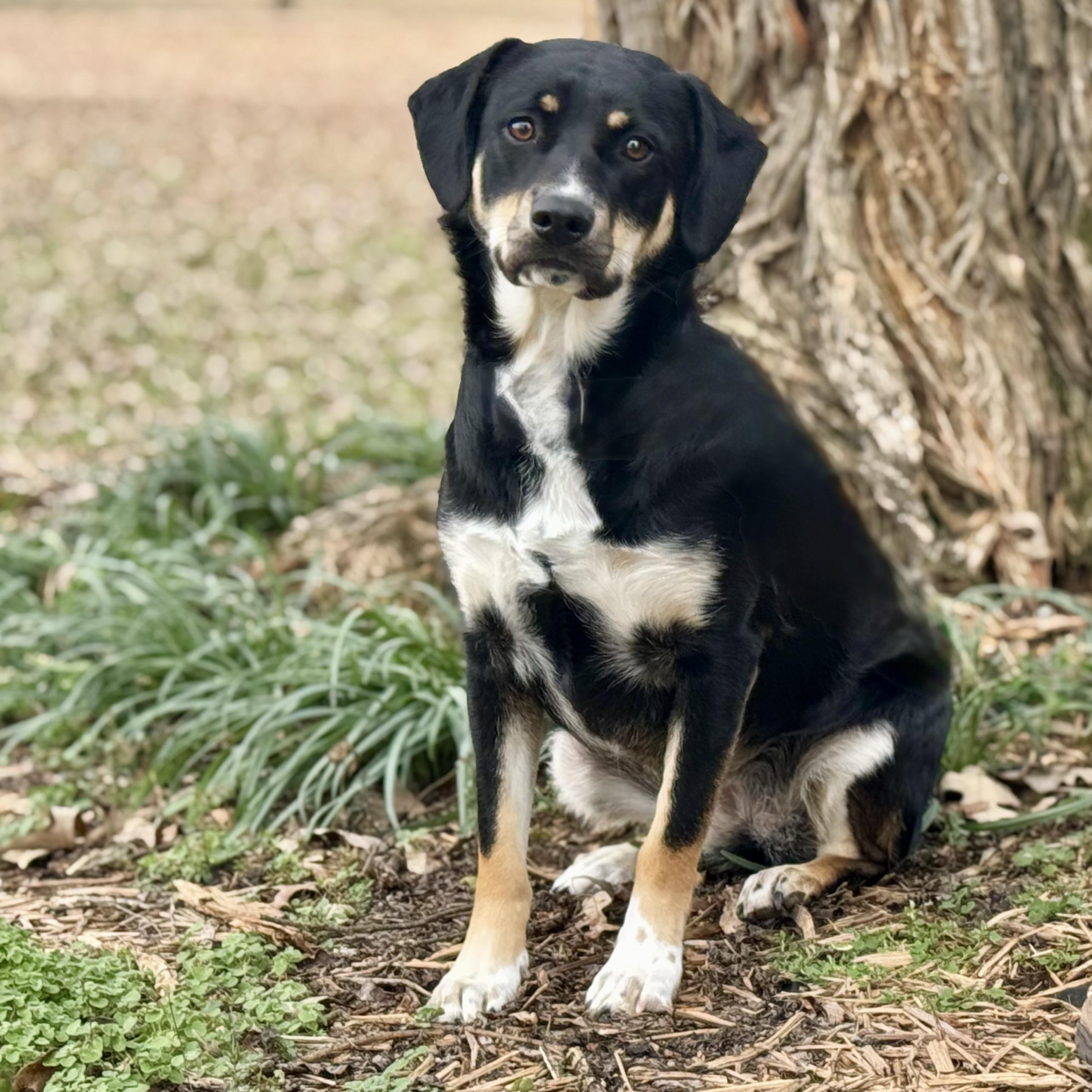 Enlarge Jasmine (*DNA results are in!*), a Adoptable mixed breed in Conway, AR image 4/6