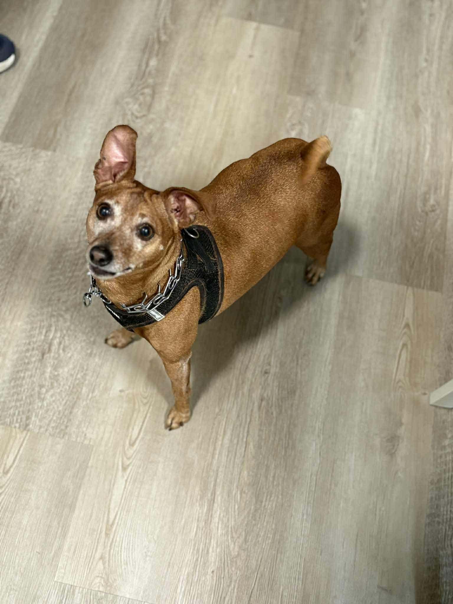 Freddy, adopted, Adult Male Mixed Breed.