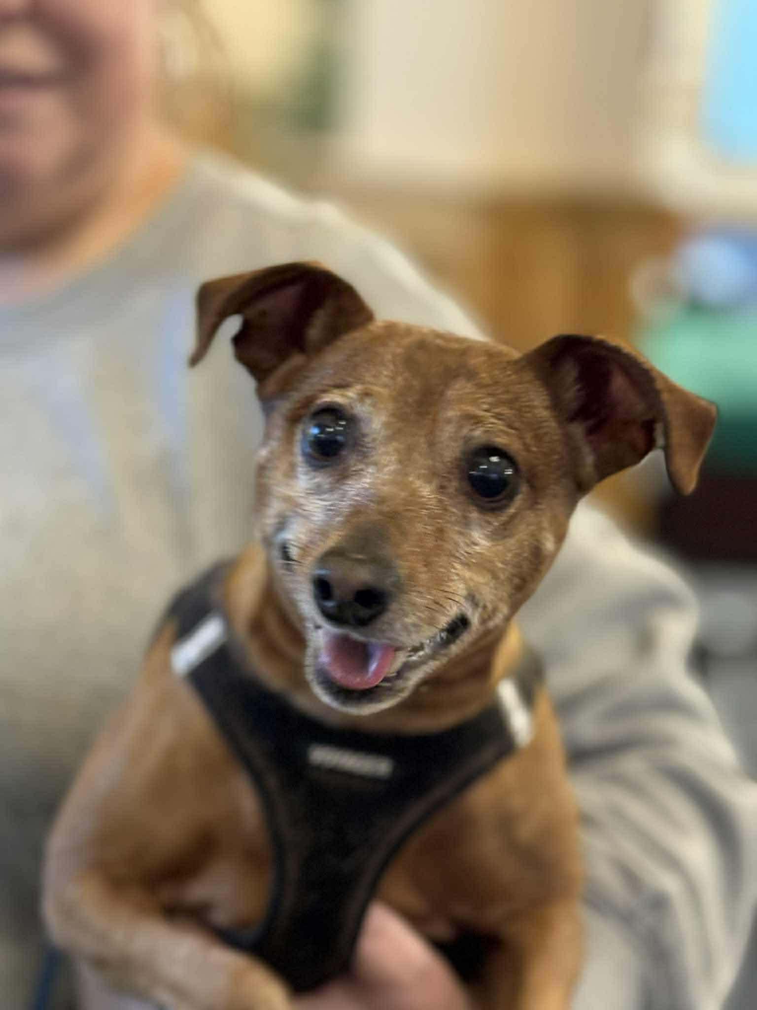 Freddy, a Adoptable Mixed Breed in Vancouver, WA image 2/5