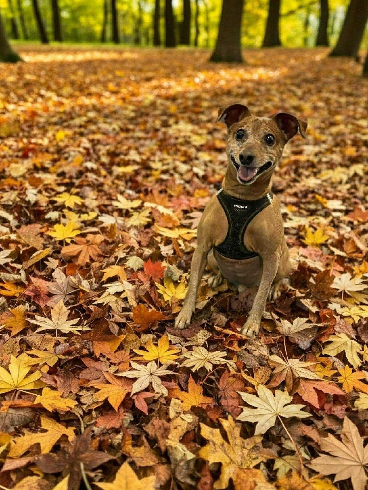 Freddy, a Adoptable Mixed Breed in Vancouver, WA image 3/5