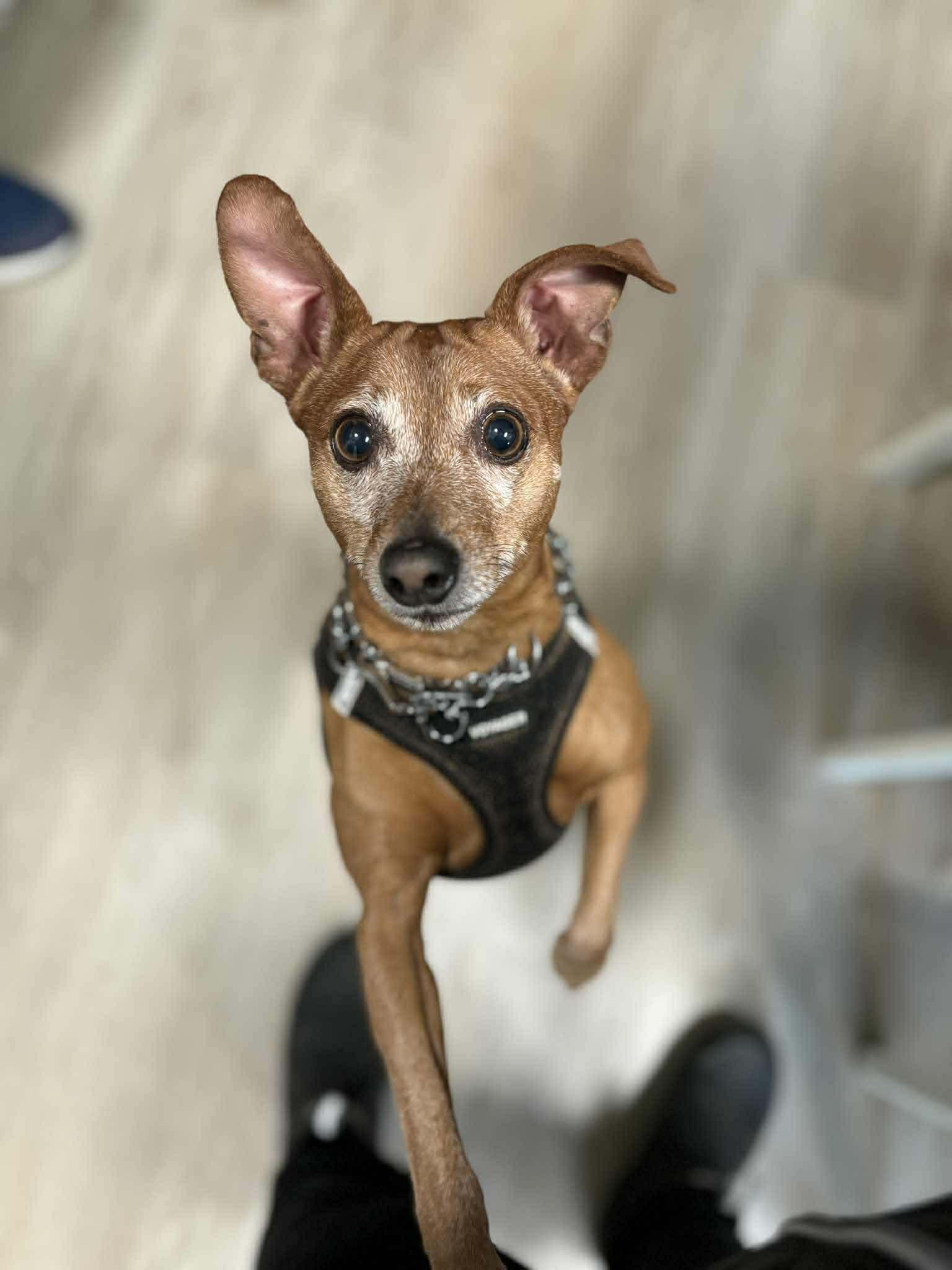 Freddy, a Adoptable Mixed Breed in Vancouver, WA image 4/5