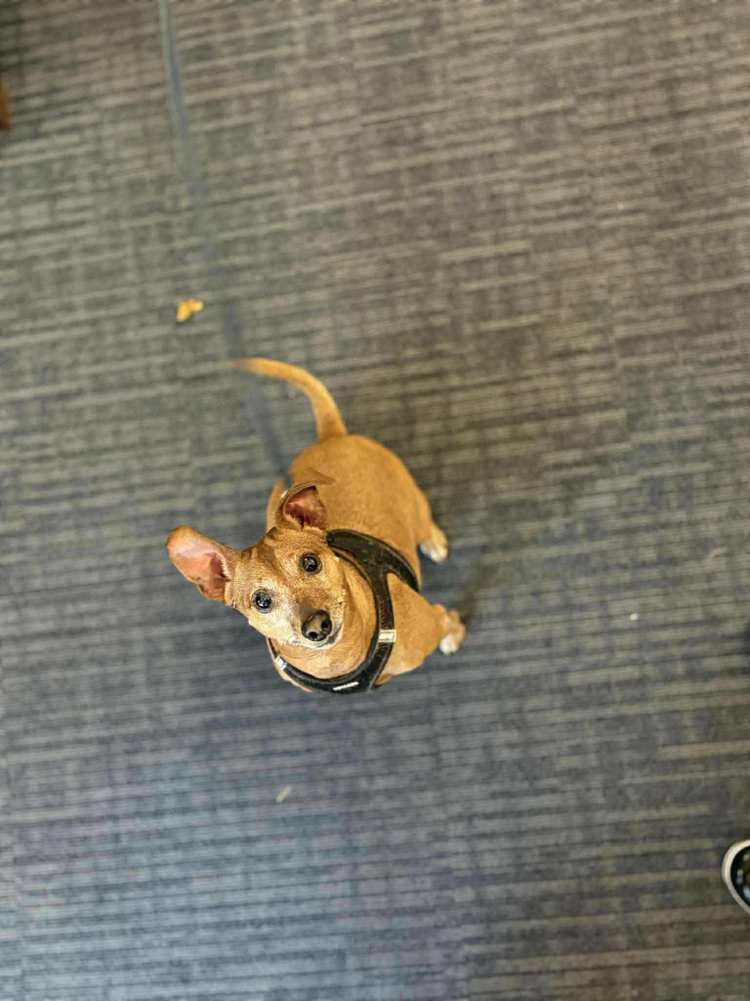 Freddy, a Adoptable Mixed Breed in Vancouver, WA image 5/5