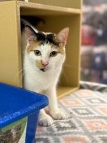 Chanel, an adoptable Domestic Short Hair in El Reno, OK, 73036 | Photo Image 1