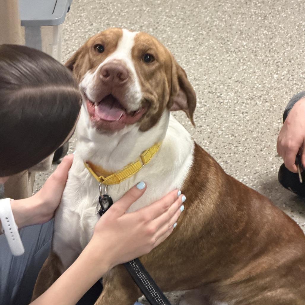Dutch, Adoptable, Adult Male Pointer & Mixed Breed.